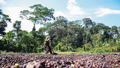 Impacto de la guerra en la crisis alimentaria...