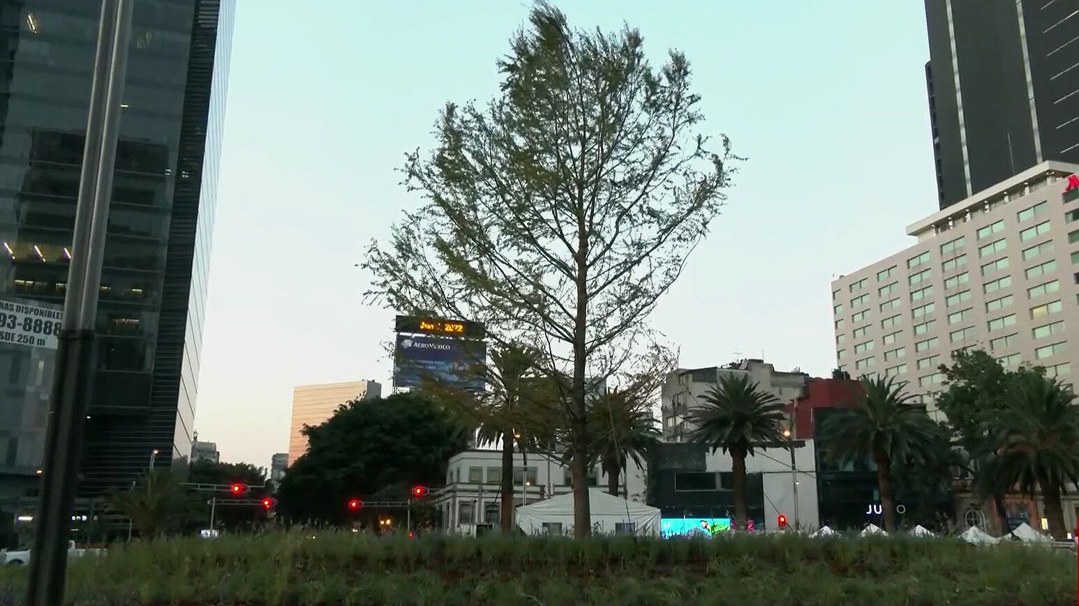 Así luce el nuevo ahuehuete de Reforma en CDMX | N+