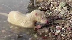 Pescador en toma video a rara nutria albina