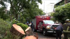 Cae árbol de diez metros de altura en Polanco