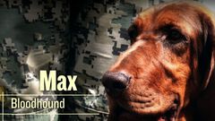 ¿Cómo entrenan a los perros de rescate de las...