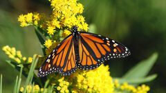 Mariposas monarca se suman a la lista de espe...