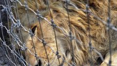 Felinos rescatados son trasladados a Africam ...