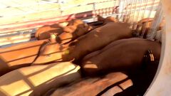 Muere ganado por golpe de calor en Los Aldama...