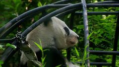 Xin Xin, la única panda gigante en el mundo q...