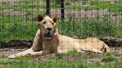 Han trasladado ya a 121 felinos rescatados de...