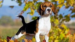 Rescatan a cuatro mil perros beagles que serí...
