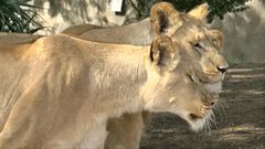 Felinos rescatados presentan mejoras de salud...