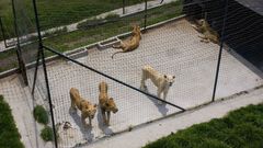 Trasladan a recintos seguros a 100 felinos de...
