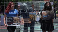 Animalistas piden a Sheinbaum liberar a elefa...
