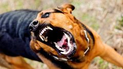 Ataques de perros contra personas aumentan en...