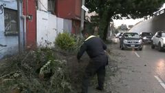 Caída de árbol provoca tráfico en lateral de ...