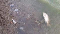 Habitantes de Jalpan denuncian que mueren pec...