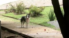 En Guadalajara aumenta el número de perros y ...