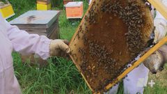 Abejas contribuyen a producción de alimentos ...