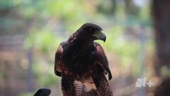 Animales exóticos se venden de manera ilegal ...