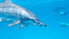 Armada de EUA coloca cámaras en delfines; est...