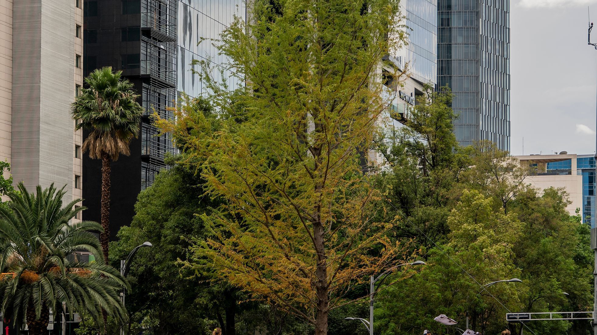 Así se Ve el Ahuehuete de Paseo de la Reforma | N+
