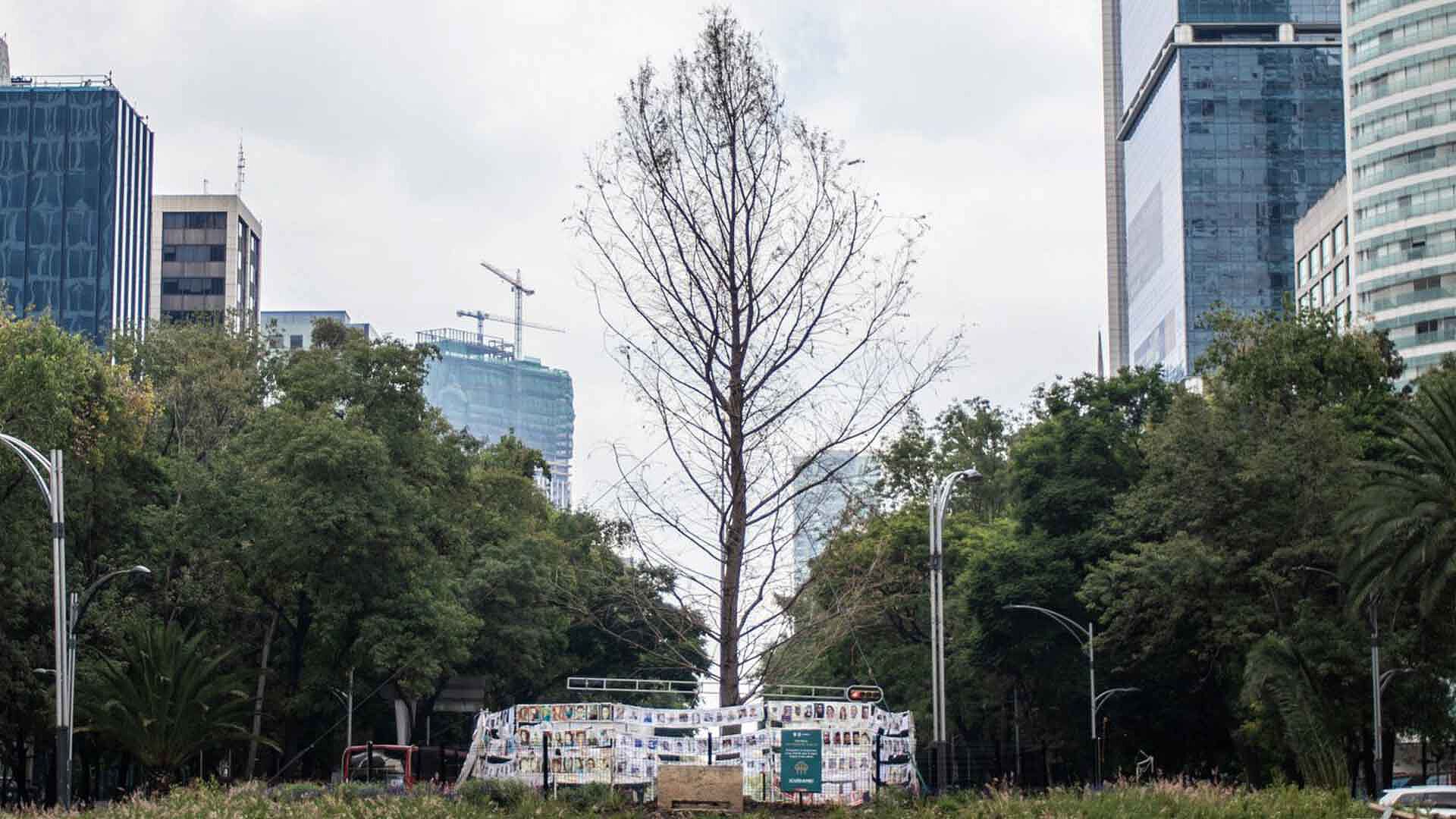 Así Luce el Ahuehuete de Paseo de la Reforma en CDMX | N+