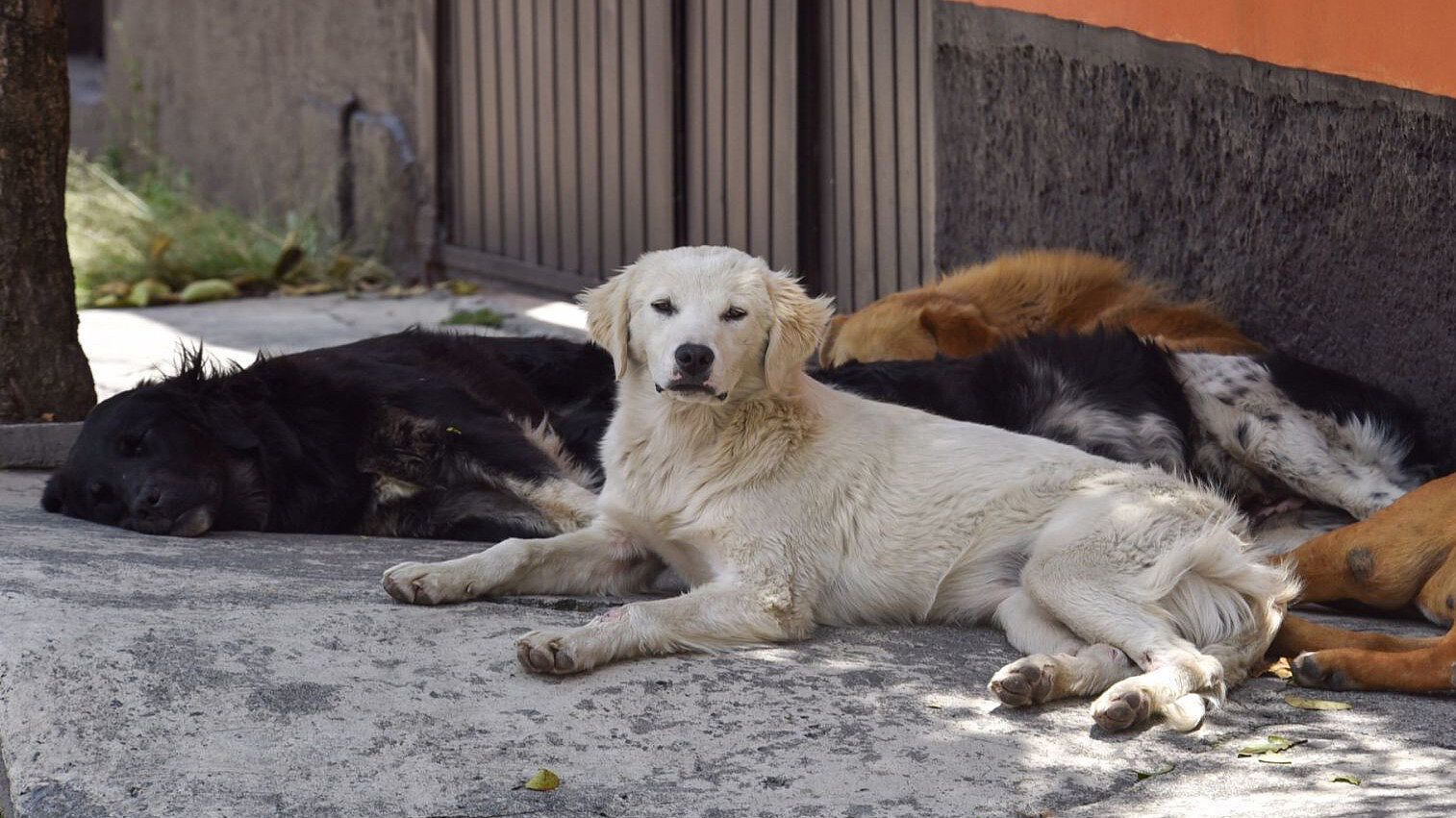 México, el País con más Perros Callejeros de Latinoamérica | N+