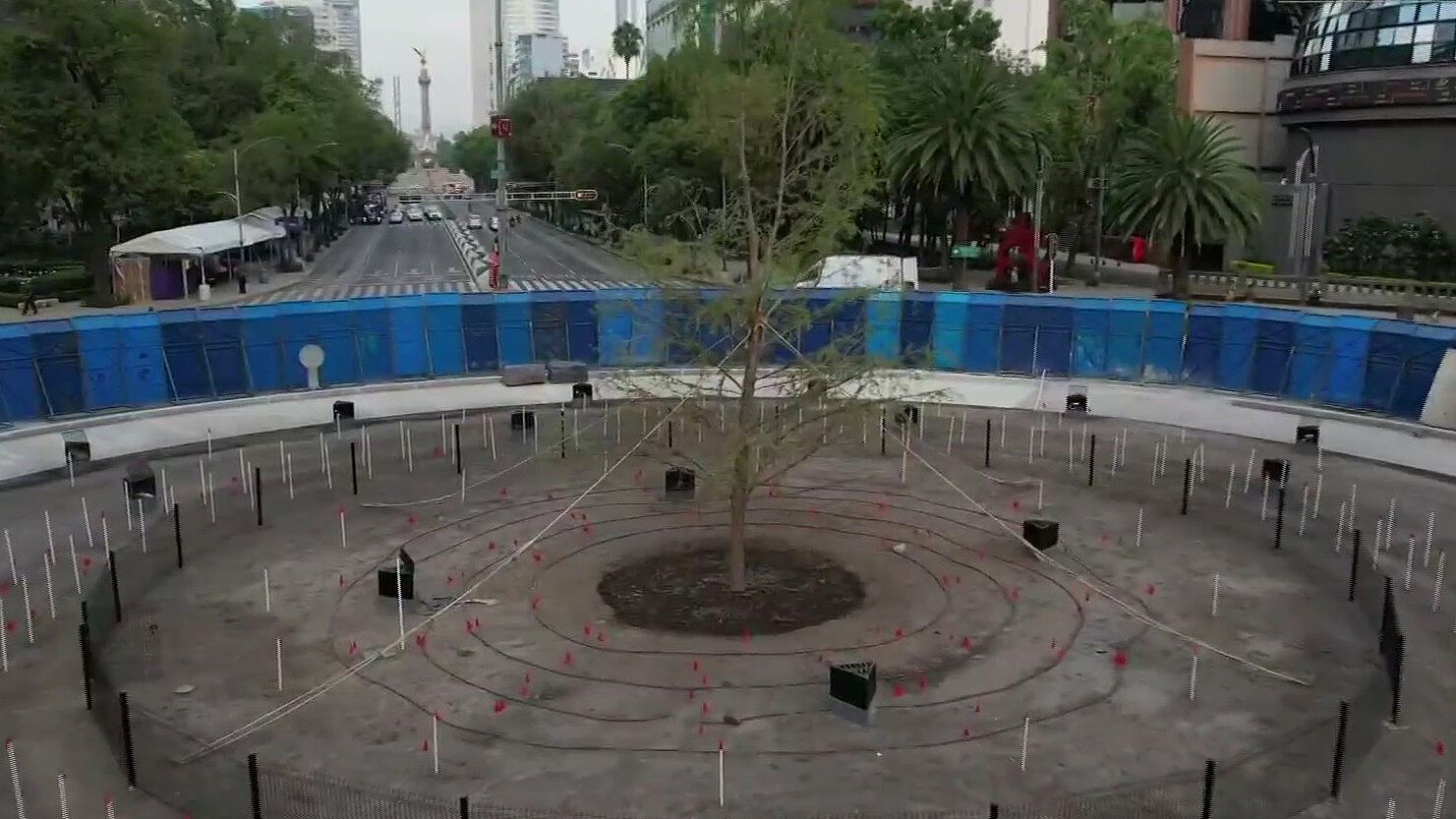 Buena Señal: Ahuehuete de Reforma Tiene Brotes | N+