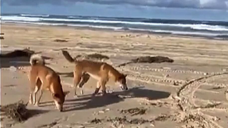 Dingo Ataca a Turista Francesa en Playa de Australia | N+